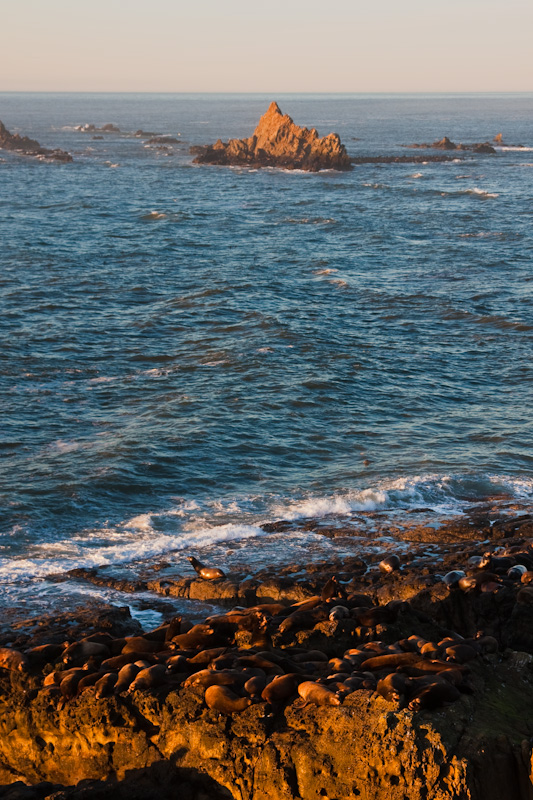 California Sea Lions And Simpson Reef